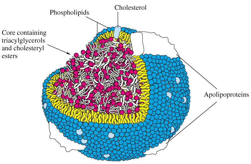 lipoprotein good cholesterol