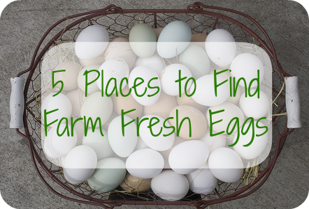 5 Places to Find Farm Fresh Eggs