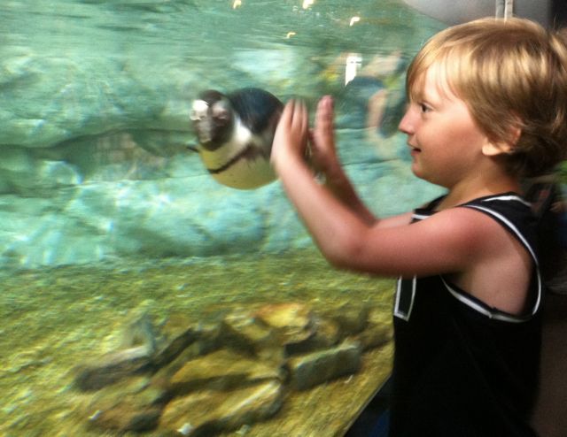 Audubon Aquarium Cameron and Penguin