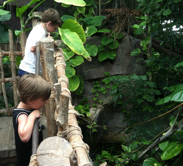 Audubon Aquarium rain forrest bridge