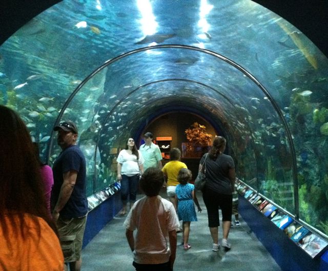 Audubon Aquarium reef