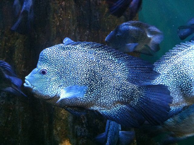 Audubon Aquarium ugly fish