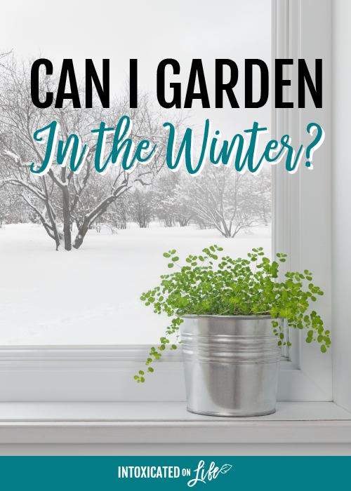 Can I Garden In The Winter