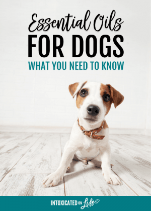 Essential Oils for Dogs - What You Need to Know